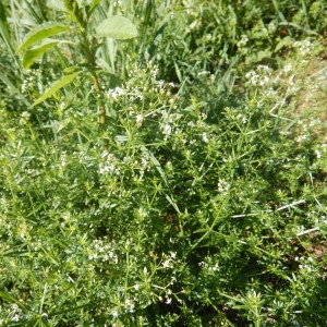 Photographie n°2274018 du taxon Galium anisophyllon Vill. [1779]