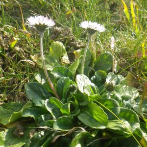 Photographie n°2274143 du taxon Bellis perennis L. [1753]