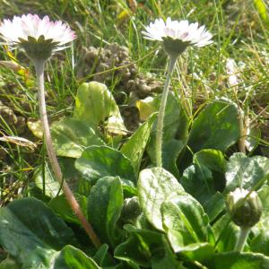 Photographie n°2274144 du taxon Bellis perennis L. [1753]