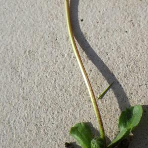 Photographie n°2274149 du taxon Bellis perennis L. [1753]