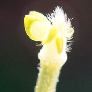 Photographie n°2274153 du taxon Ranunculus bulbosus L. [1753]