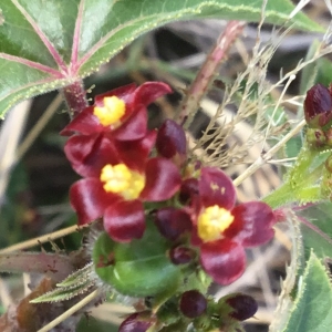 Jatropha gossypiifolia L.