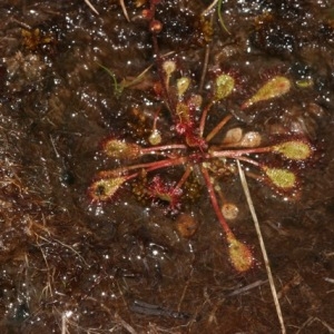 Photographie n°2274184 du taxon Drosera x obovata Mert. & W.D.J.Koch [1826]