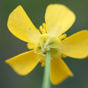 Photographie n°2274211 du taxon Ranunculus bulbosus L. [1753]