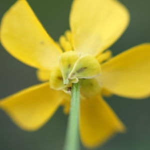 Photographie n°2274212 du taxon Ranunculus bulbosus L. [1753]