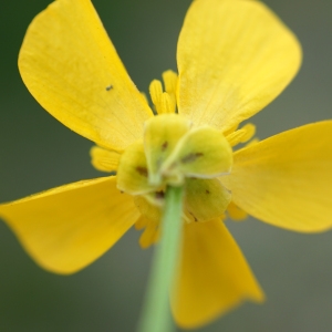 Photographie n°2274215 du taxon Ranunculus bulbosus L. [1753]