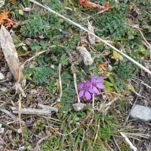 Photographie n°2274361 du taxon Erodium cicutarium (L.) L'Hér.