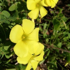 Photographie n°2274457 du taxon Oxalis pes-caprae L. [1753]