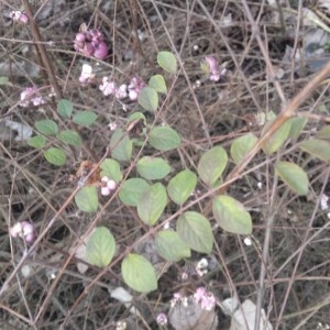 Photographie n°2274470 du taxon Symphoricarpos orbiculatus Moench [1794]