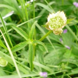 Photographie n°2274478 du taxon Astrantia major sensu H.J.Coste