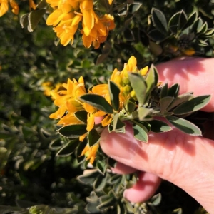 Photographie n°2274484 du taxon Medicago arborea L. [1753]