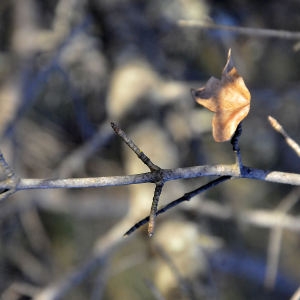 Photographie n°2274509 du taxon Acer monspessulanum L.