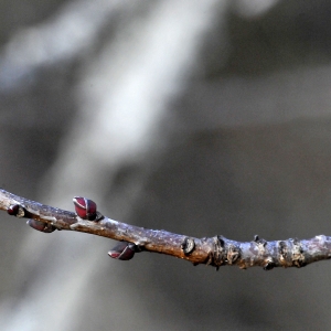 Photographie n°2274516 du taxon Pistacia terebinthus L.