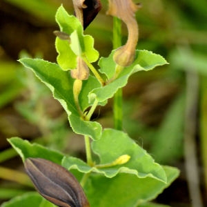 Photographie n°2274521 du taxon Aristolochia pistolochia L.