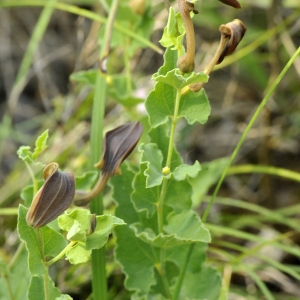 Photographie n°2274522 du taxon Aristolochia pistolochia L.