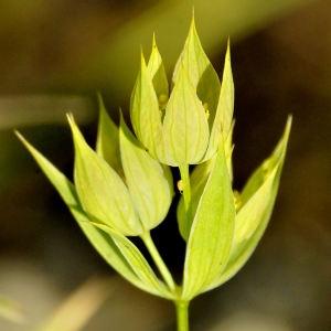 Photographie n°2274524 du taxon Bupleurum baldense Turra