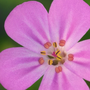 Photographie n°2274547 du taxon Geranium robertianum L. [1753]