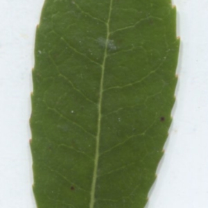 Photographie n°2274590 du taxon Arbutus unedo L. [1753]