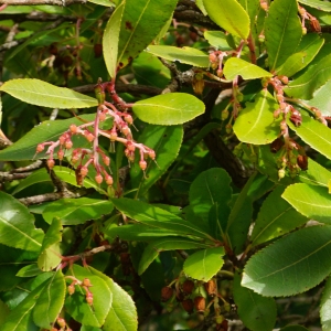 Photographie n°2274593 du taxon Arbutus unedo L. [1753]