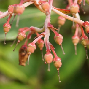 Photographie n°2274595 du taxon Arbutus unedo L. [1753]