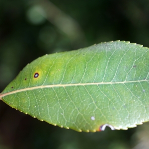 Photographie n°2274597 du taxon Arbutus unedo L. [1753]