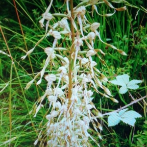 Photographie n°2274631 du taxon Himantoglossum hircinum (L.) Spreng. [1826]