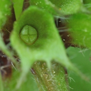 Photographie n°2274633 du taxon Lamium maculatum (L.) L. [1763]