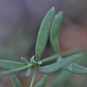 Photographie n°2274634 du taxon Linaria propinqua Boiss. & Reut. [1852]