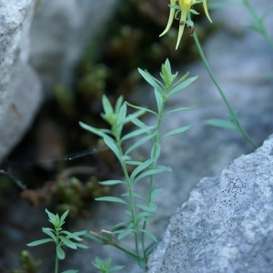 Photographie n°2274635 du taxon Linaria propinqua Boiss. & Reut. [1852]