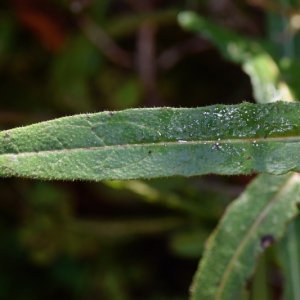 Photographie n°2274638 du taxon Picris hieracioides L. [1753]