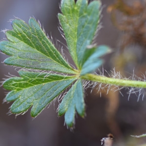 Photographie n°2274645 du taxon Potentilla neumanniana Rchb. [1832]