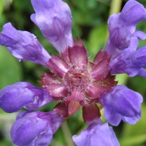 Photographie n°2274647 du taxon Prunella vulgaris L. [1753]