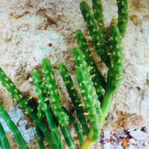 Photographie n°2274688 du taxon Salicornia europaea L. [1753]