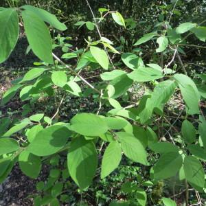 Photographie n°2274790 du taxon Lonicera xylosteum L. [1753]