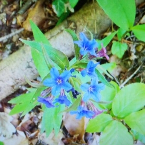 Photographie n°2274794 du taxon Buglossoides purpurocaerulea (L.) I.M.Johnst. [1954]