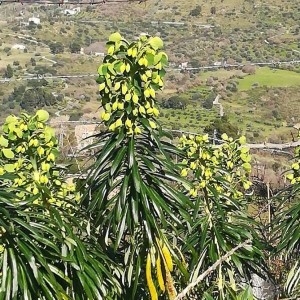 Photographie n°2274852 du taxon Euphorbia characias L. [1753]