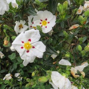 Photographie n°2274865 du taxon Cistus x stenophyllus Link [1822]