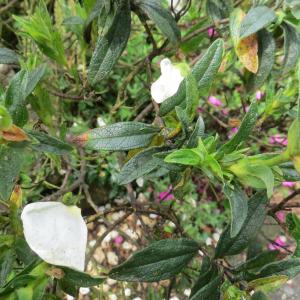 Photographie n°2274867 du taxon Cistus x stenophyllus Link [1822]