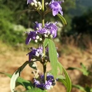 Photographie n°2274872 du taxon Vitex agnus-castus L. [1753]