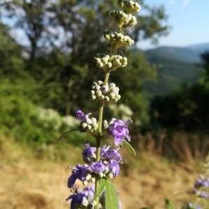 Photographie n°2274873 du taxon Vitex agnus-castus L. [1753]