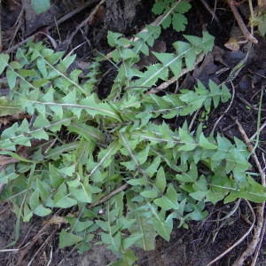 Photographie n°2274895 du taxon Taraxacum officinale F.H.Wigg. [1780]