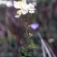  Liliane Roubaudi - Thalictrum tuberosum L. [1753]