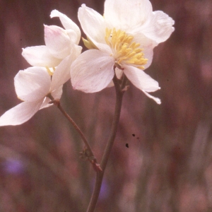 Photographie n°2274926 du taxon Thalictrum tuberosum L. [1753]