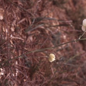 Photographie n°2274930 du taxon Thalictrum tuberosum L. [1753]