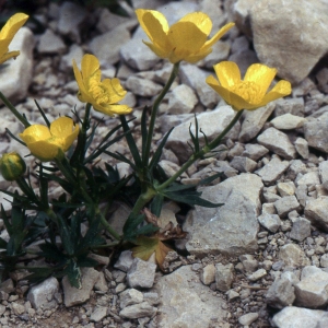 Photographie n°2274952 du taxon Ranunculus montanus Willd. [1799]