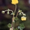  Liliane Roubaudi - Ranunculus montanus Willd. [1799]