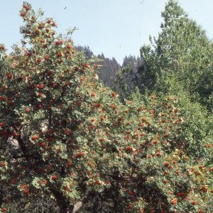 Photographie n°2274994 du taxon Sorbus aucuparia L. [1753]