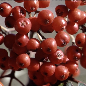 Photographie n°2274998 du taxon Sorbus aucuparia L. [1753]