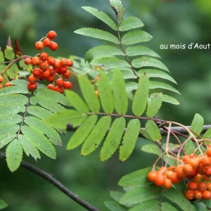 Photographie n°2274999 du taxon Sorbus aucuparia L. [1753]