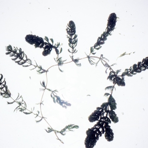 Photographie n°2275050 du taxon Ceratophyllum demersum L. [1753]